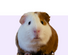 Small Animal