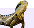 Reptile