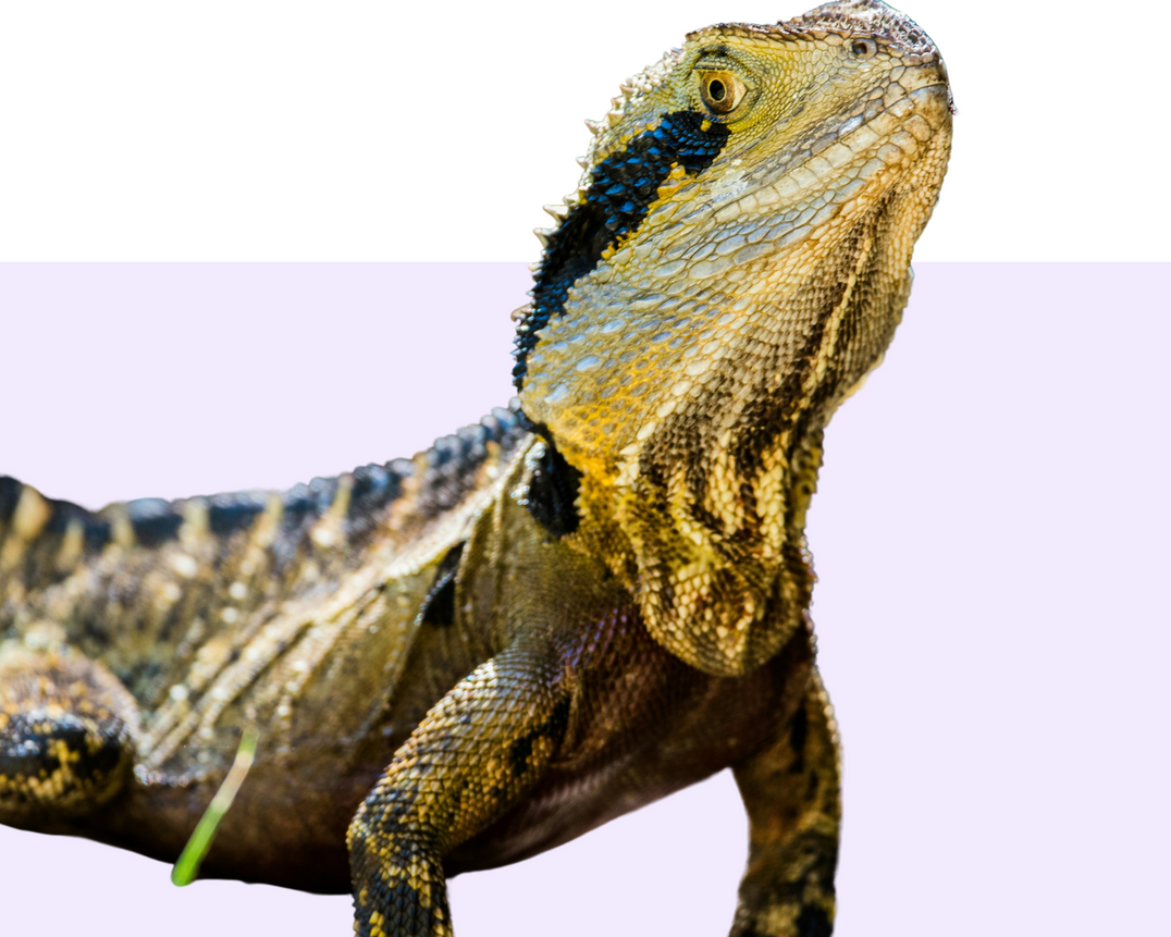 Reptile