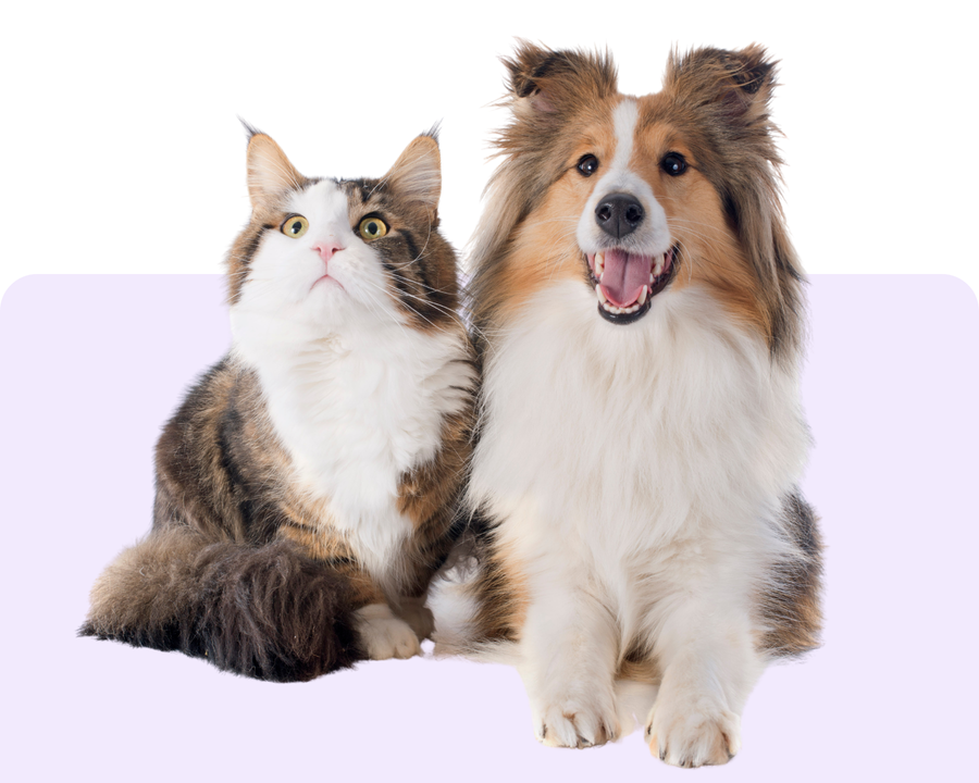 Happy dog and cat sitting together — pet supplies for every pet at The Pet Standard