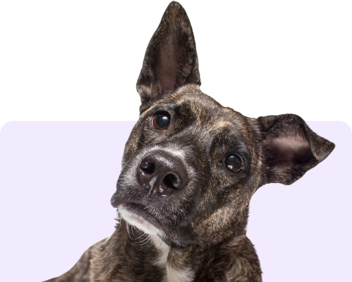 Curious dog tilting its head — take the Fit Quiz to find what's right for your pet