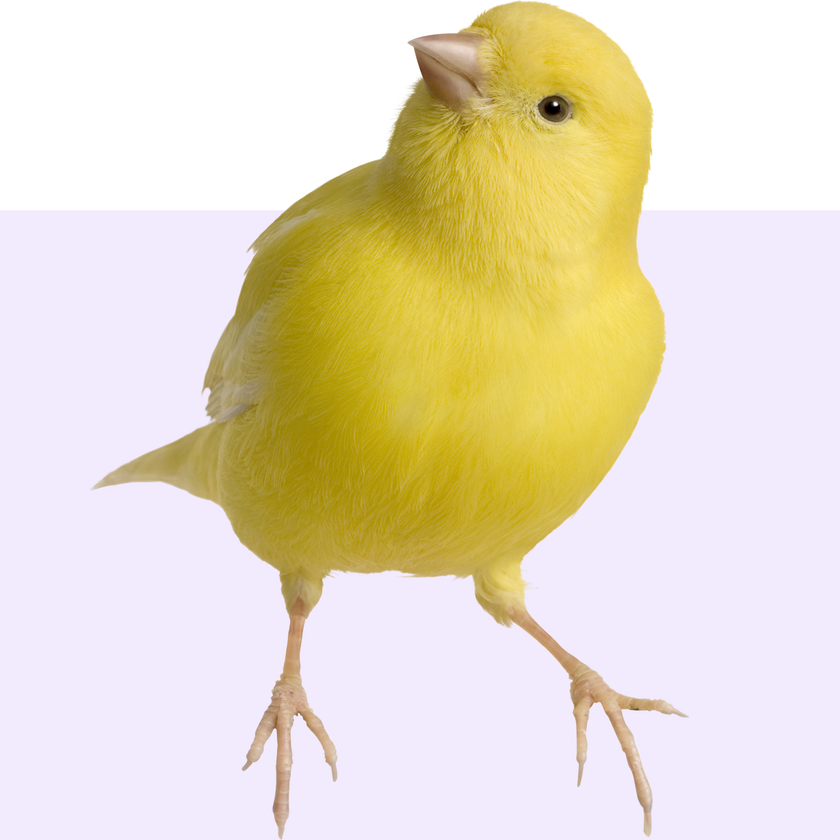 Shop by pet - Bird