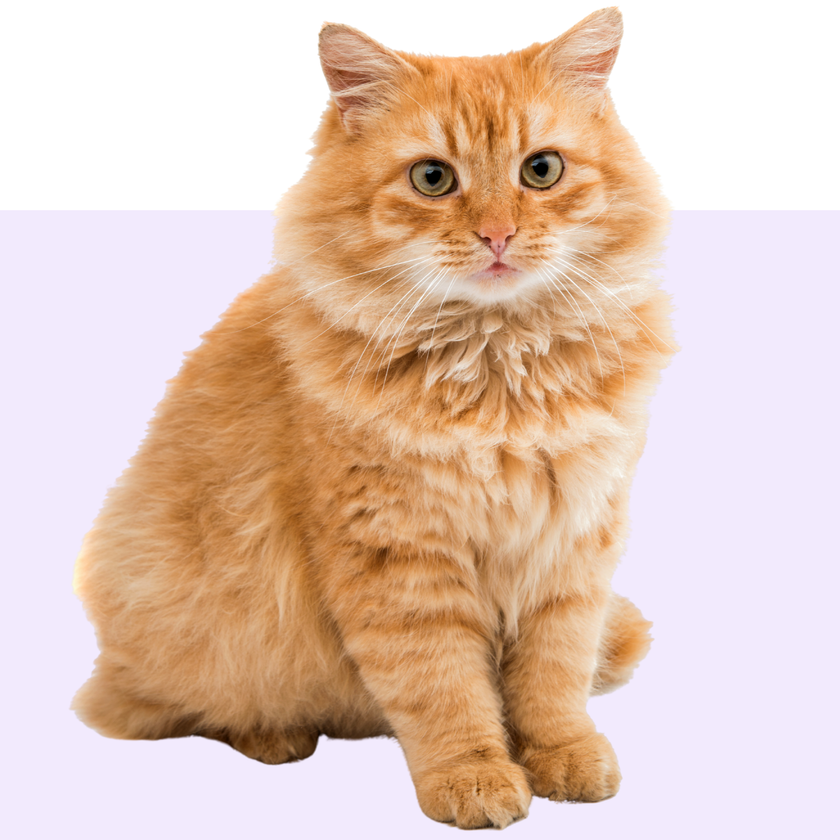 Shop by pet - Cat