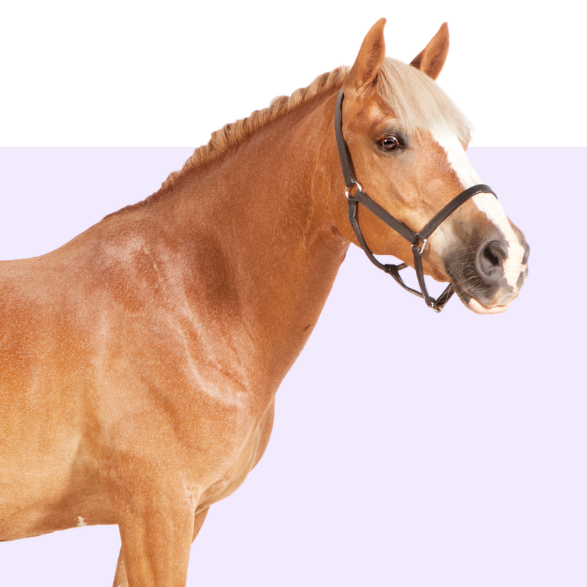 Shop by pet - Horse