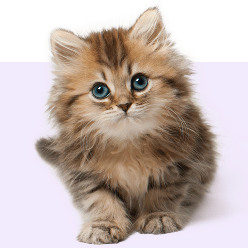 Shop by pet - Kitten