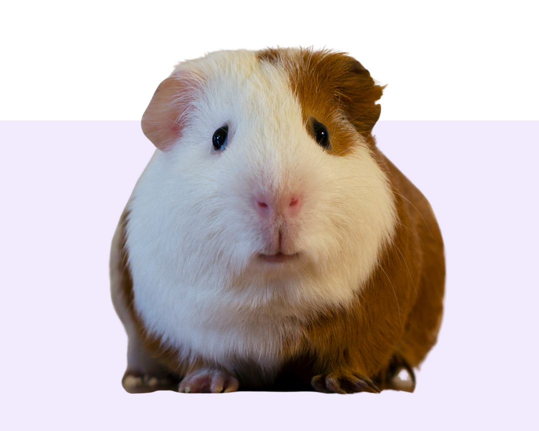 Other Pets