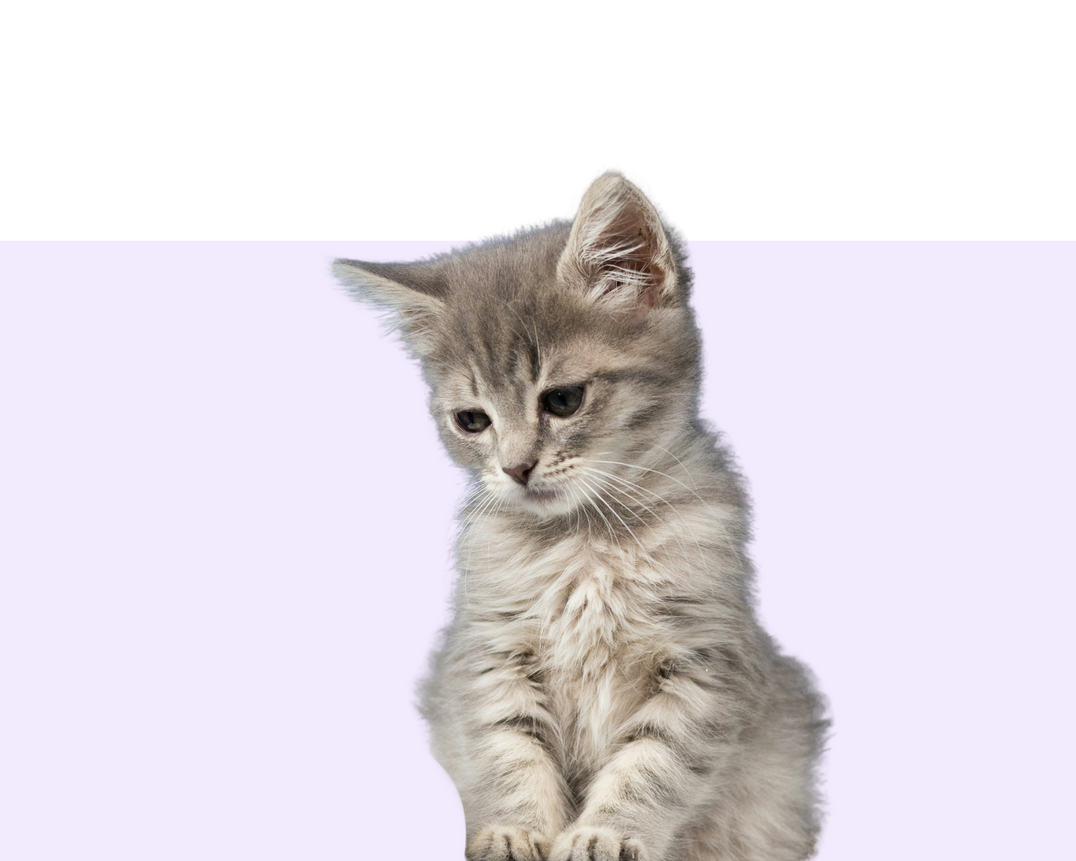 Kitten