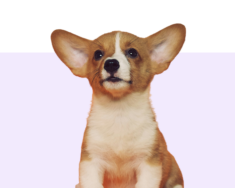 Puppy
