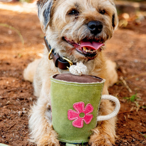 Georgie Paws – Hotto Chocco - image 2