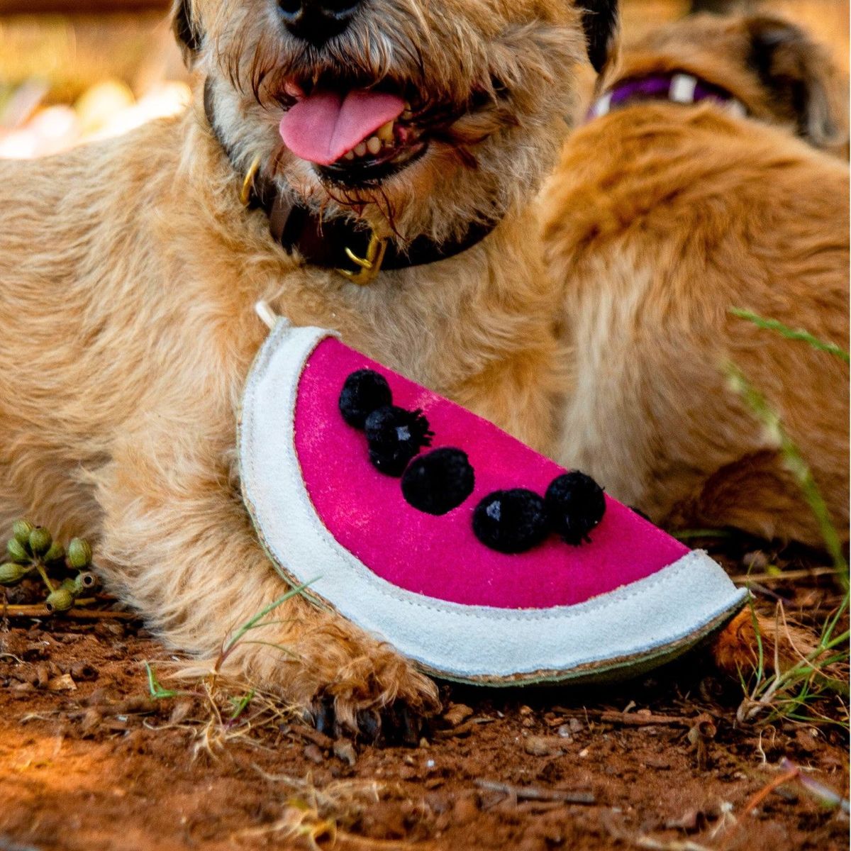 Georgie Paws – Wendy the Watermelon - image 2