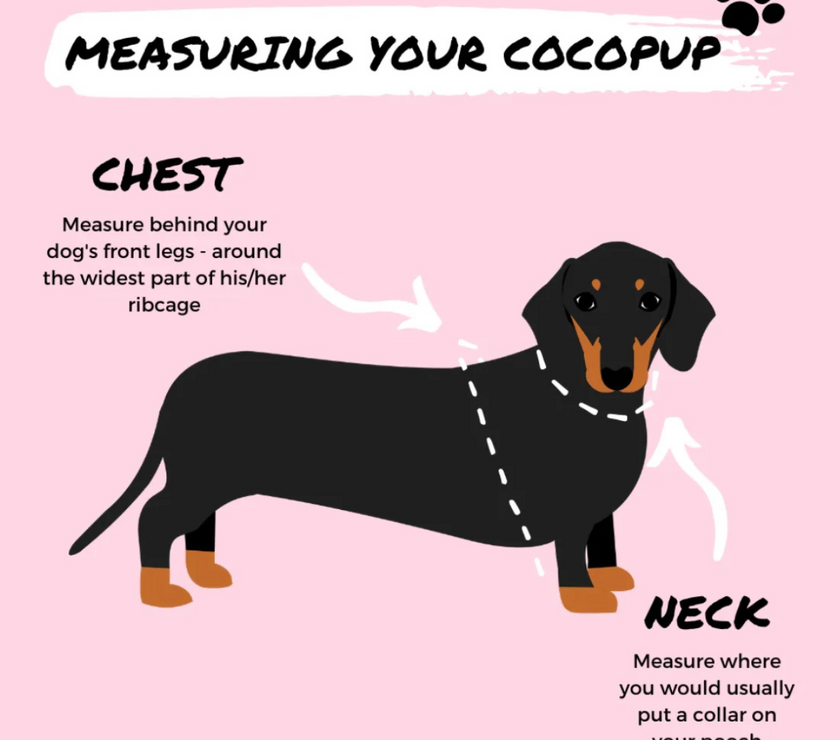 Cocopup Adjustable Neck Harness – Stylish, Comfortable, and Built for Everyday Adventures