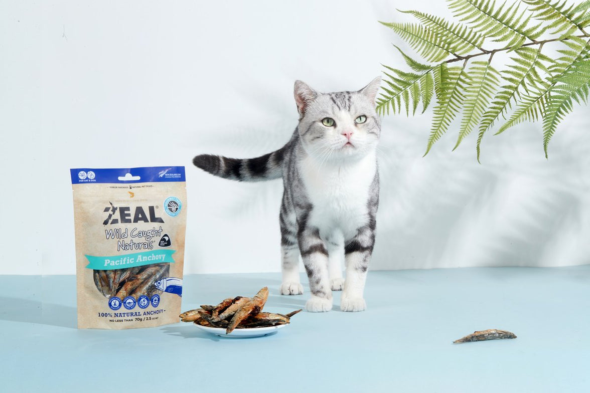 Zeal – NZ Caught Naturals – Pacific Anchovy