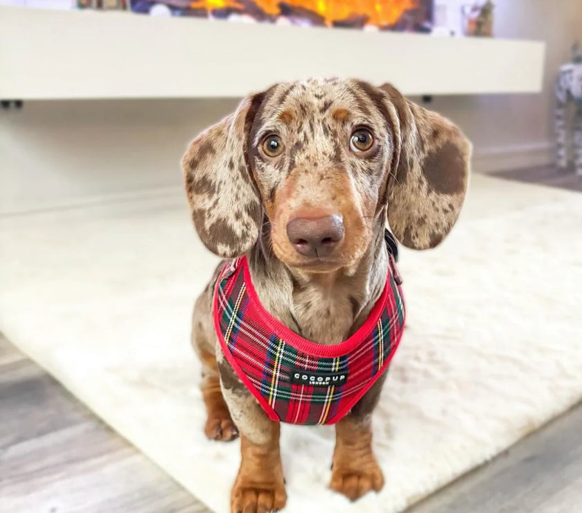 Dogs Adjustable Neck Harness – Tartan