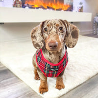 Dogs Adjustable Neck Harness – Tartan