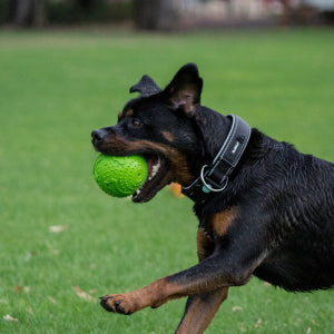 Dogs Tough Rubber Squeaker Ball Toy - image 6