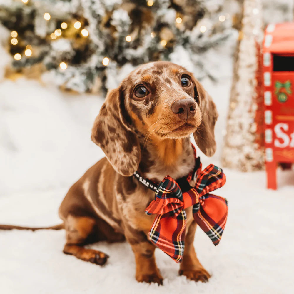 Dogs Sailor Bow Tie – Tartan