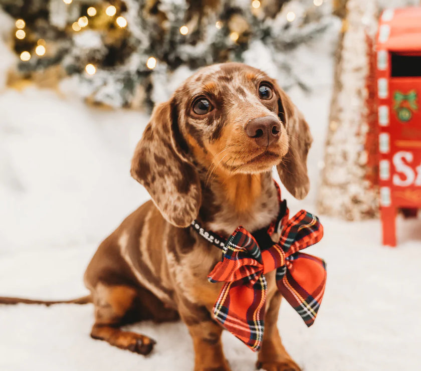 Dogs Sailor Bow Tie – Tartan