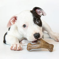 Benebone – Bacon Puppy Wishbone