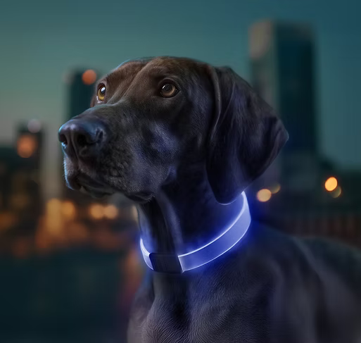 WAUDOG LED Collar – Rechargeable RGB Light-Up Dog Collar for Night Safety - image 2