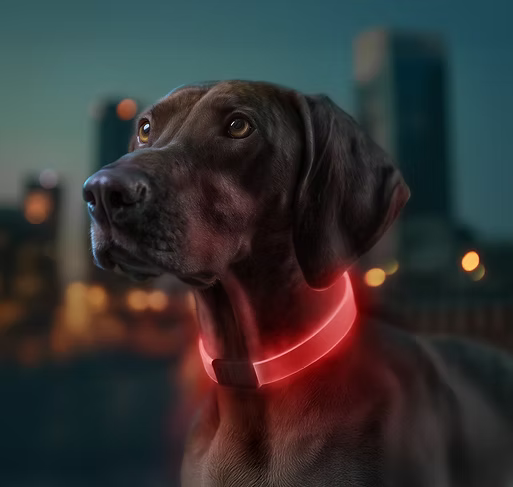WAUDOG LED Collar – Rechargeable RGB Light-Up Dog Collar for Night Safety - image 7