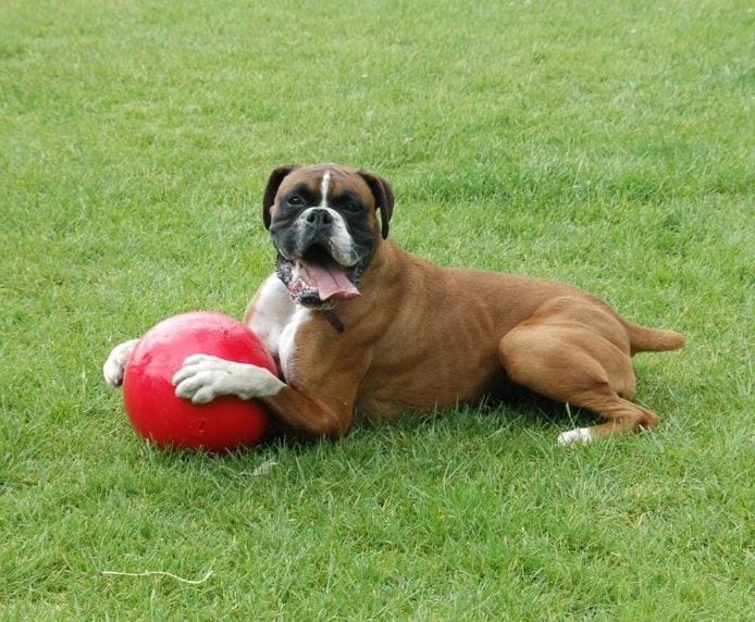 Boomer Ball - Dog Ball