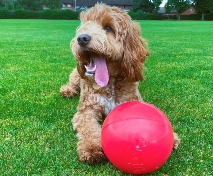 Ball for Dog - Boomer Ball