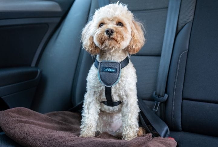 CarSafe – Travel Harness – Black