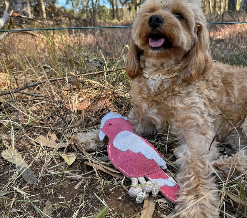 Georgie Paws – Gav the Galah