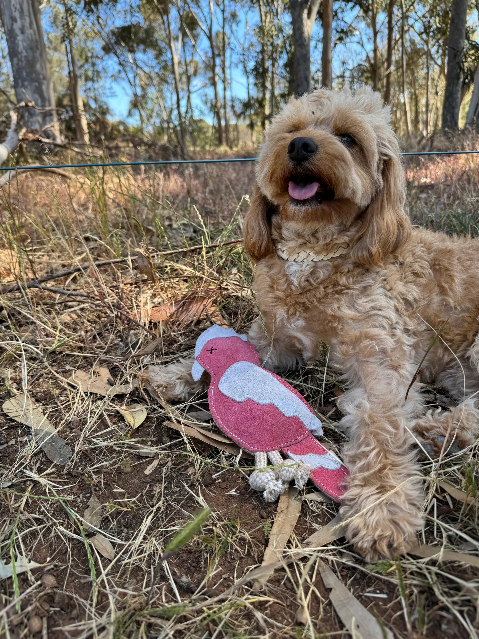 Georgie Paws – Gav the Galah - image 3