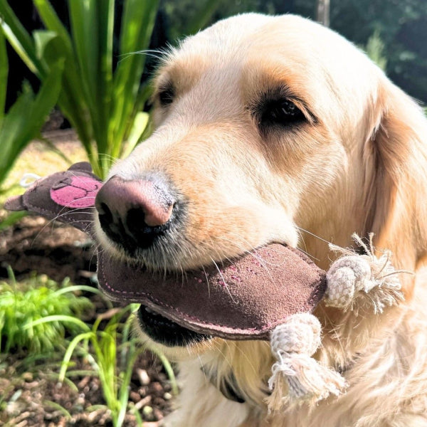 Georgie Paws – Baz the Bear - image 2