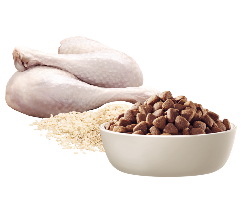 Advance Dog Food for Small Oodles