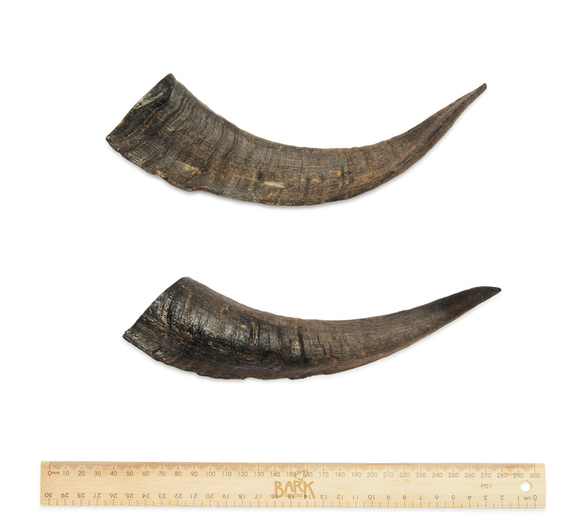 Bark & Beyond – Goat Horn