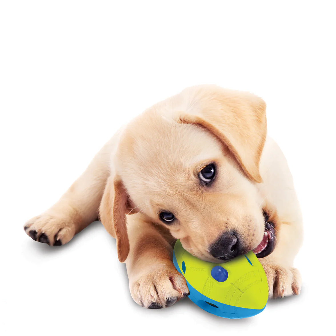 NERF DOG – LED Football