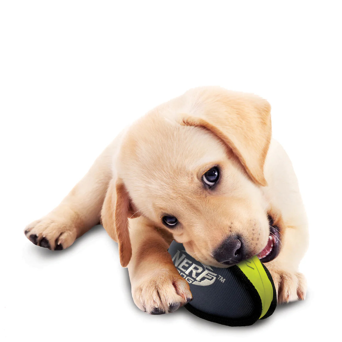 NERF DOG – Rubber/Nylon Plush Football