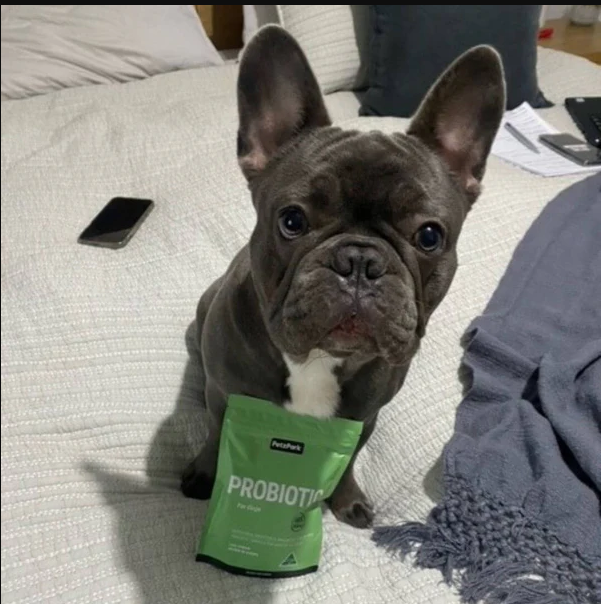 Petz Park Probiotic for Dogs