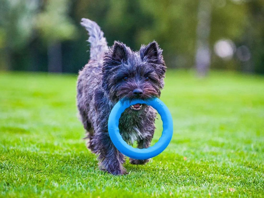 PitchDog – Fetch Ring - image 7