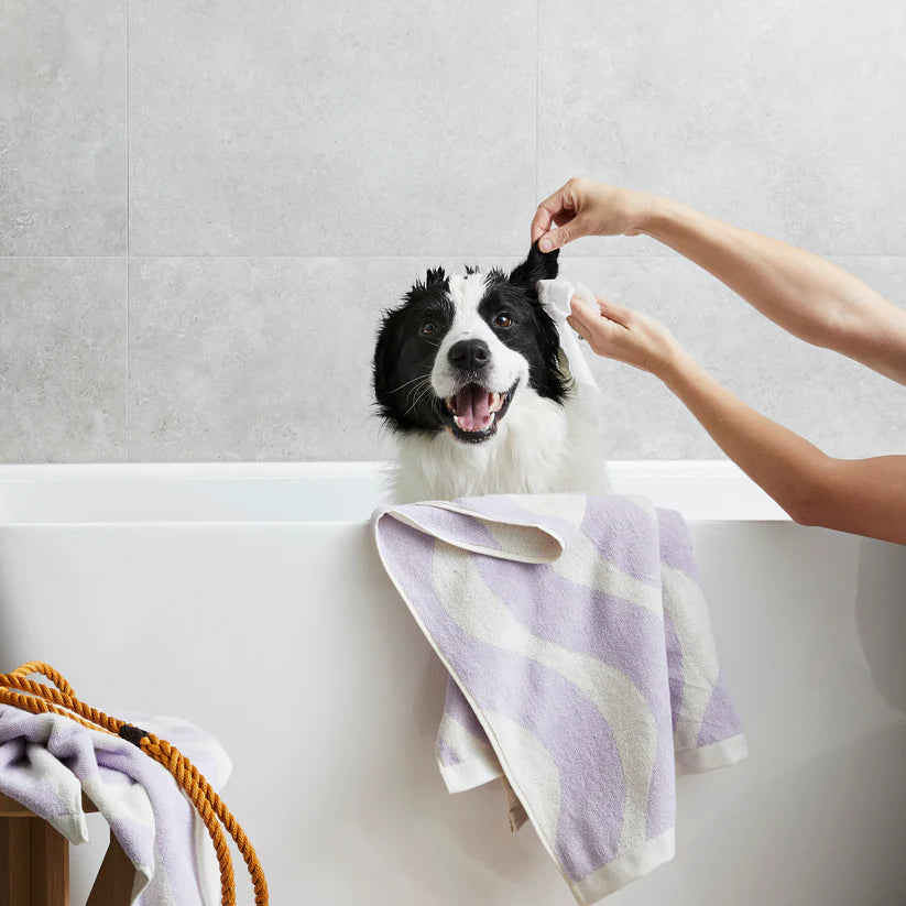 Squeaky – Probiotic Pet Ear Wipes - image 3