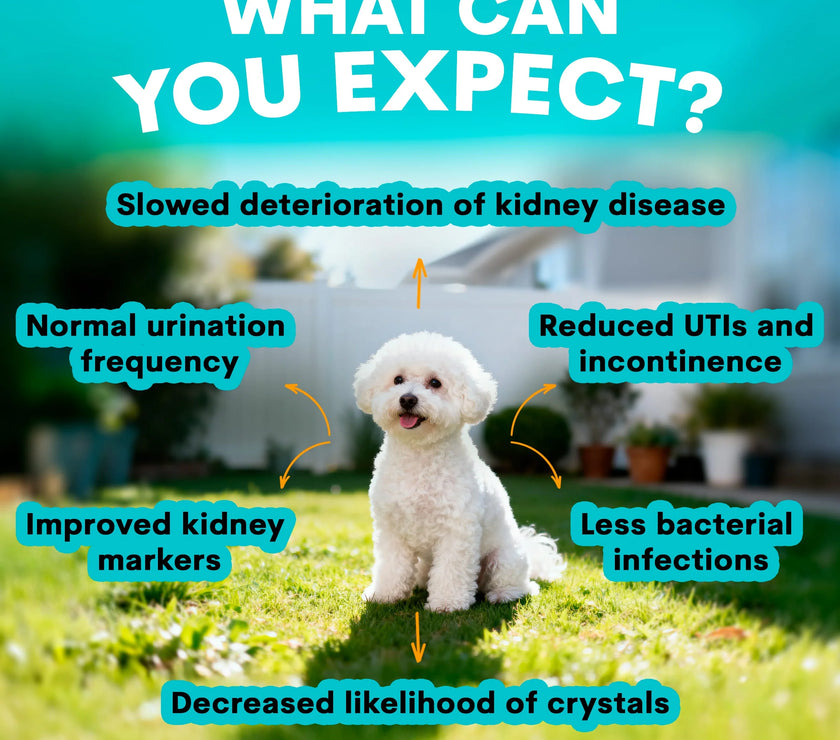 PetzPark – Urinary + Kidney – For Dogs