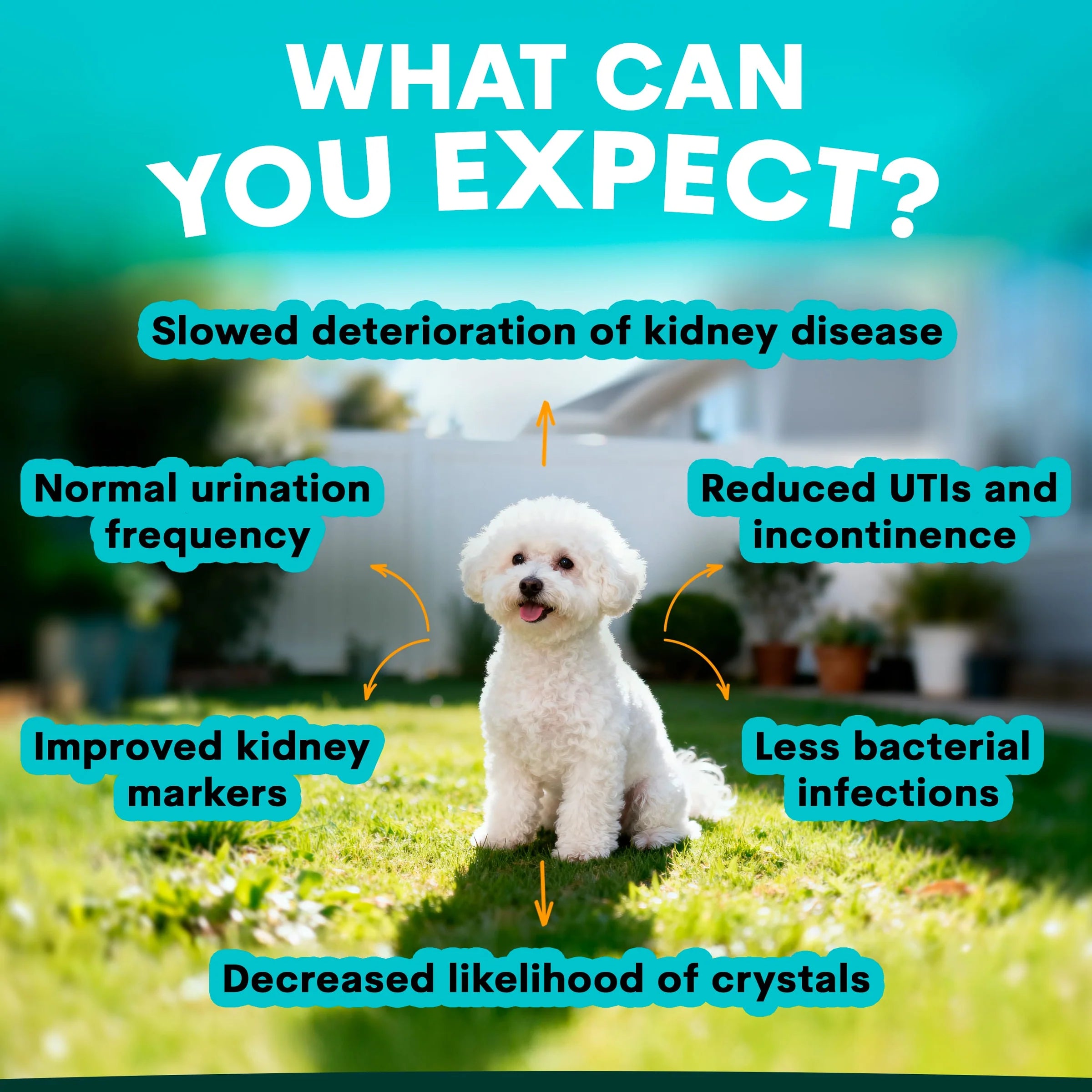 PetzPark – Urinary + Kidney – For Dogs - image 6