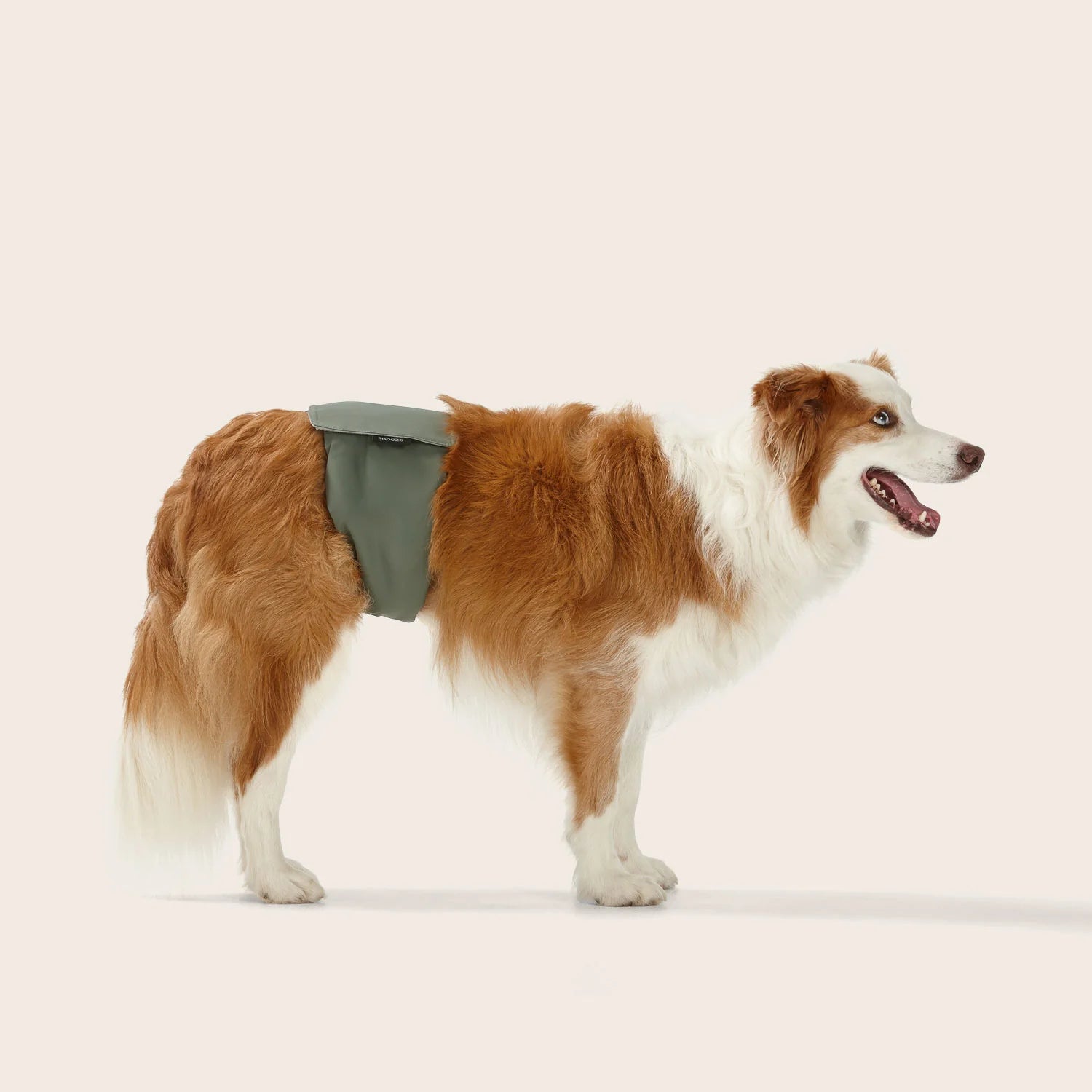 Washable Dog Nappy – Male dog Twin Pack - image 4
