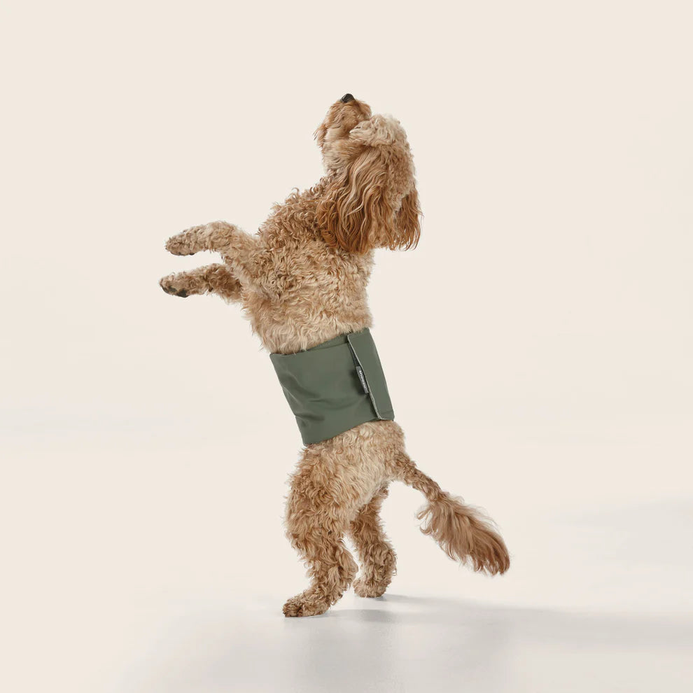 Washable Dog Nappy – Male dog Twin Pack - image 3