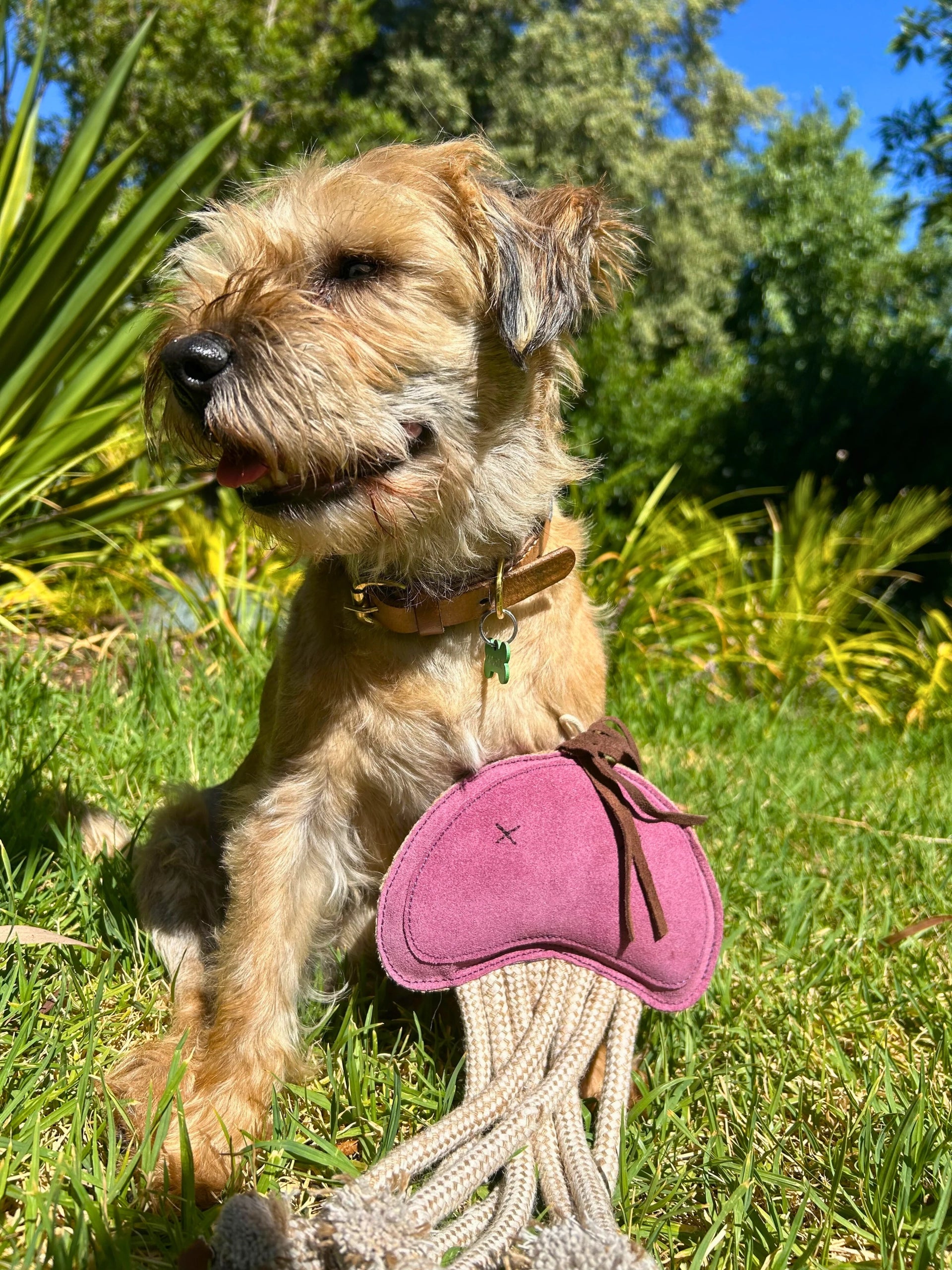 Georgie Paws – Joe Jellyfish - image 3