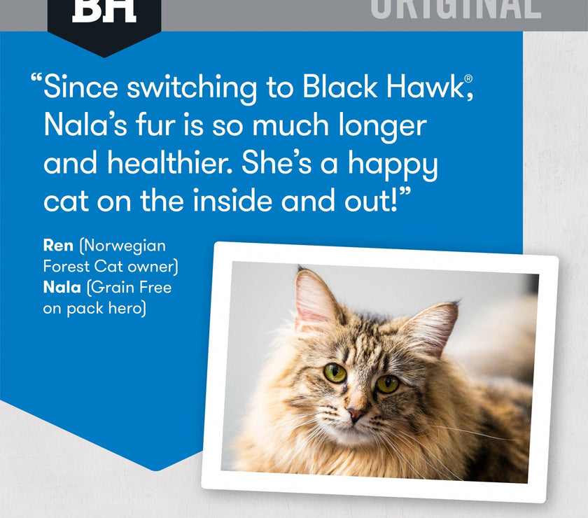 Black Hawk – Adult Cat – Fish - The Pet Standard