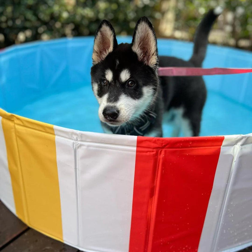 Charlie’s – Portable Pet Pool – Beach Ball - The Pet Standard