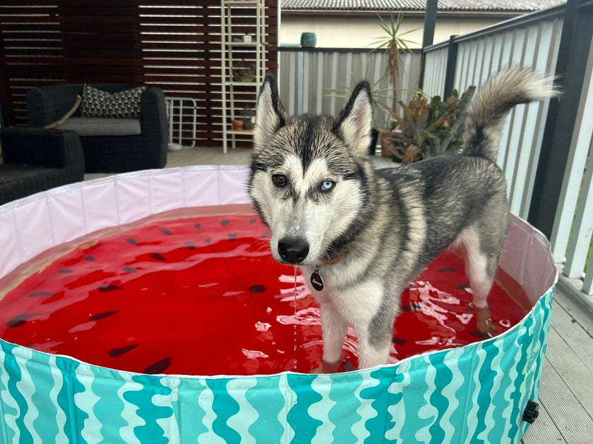 Charlie’s – Portable Pet Pool – Watermelon - The Pet Standard