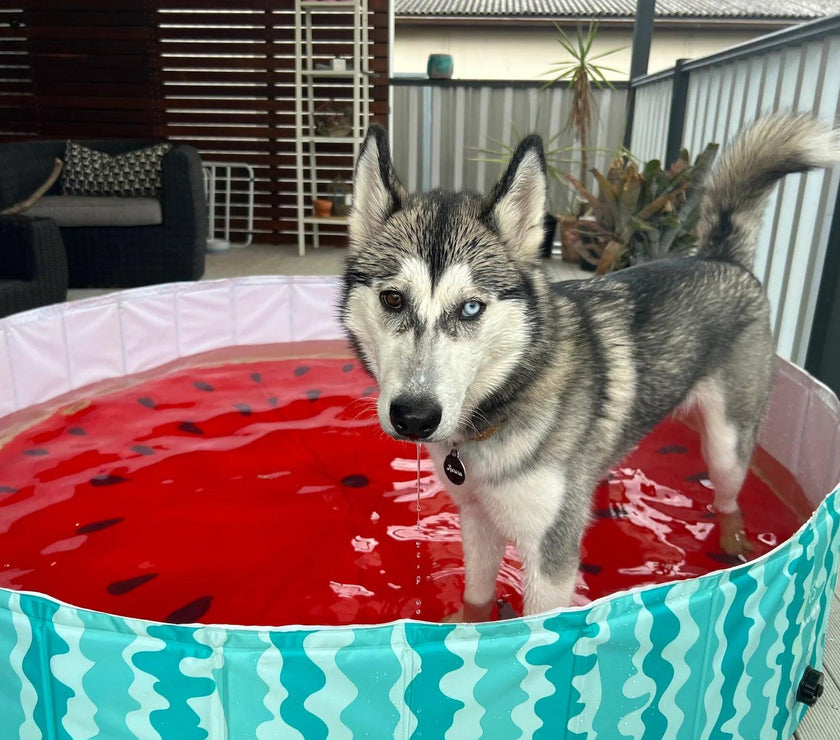 Charlie’s – Portable Pet Pool – Watermelon - The Pet Standard