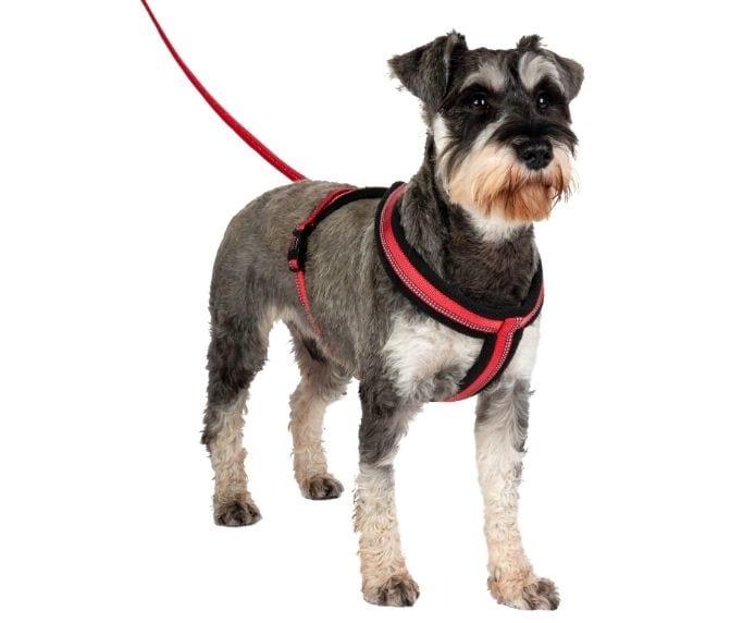 Company of Animals – Halti – Comfy Harness - The Pet Standard