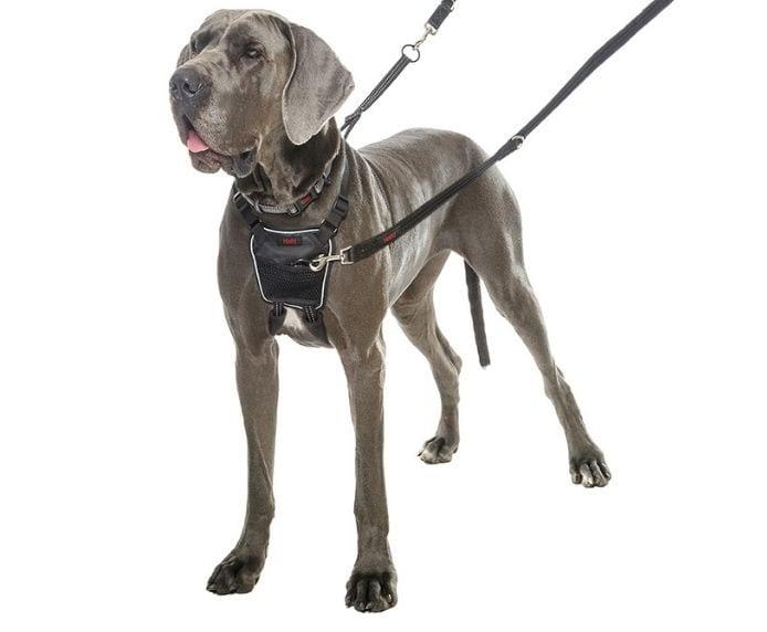 Company of Animals – Halti – No Pull Harness - The Pet Standard