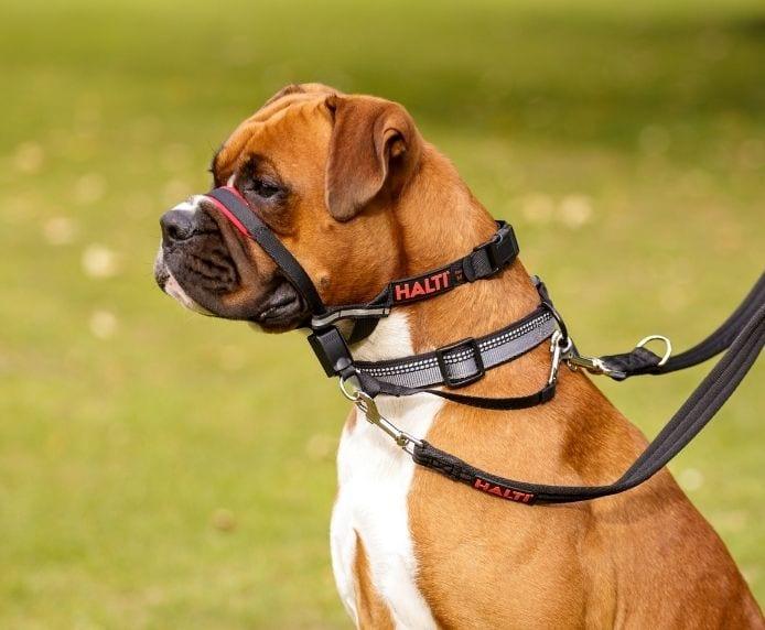 Company of Animals – Halti – Optifit Headcollar - The Pet Standard