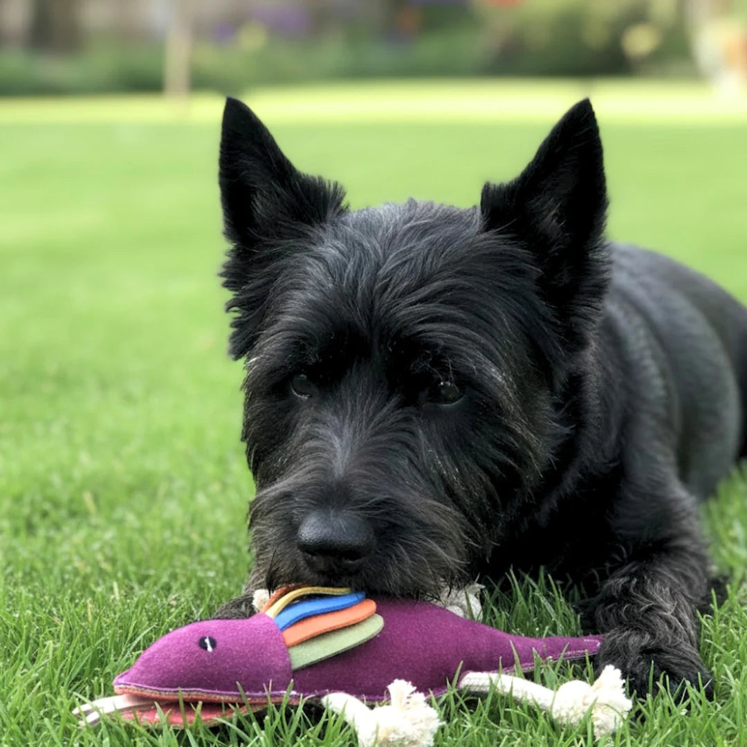 Georgie Paws - Fink the Frillneck Dog Toy - image 2